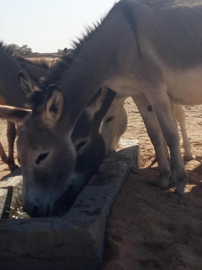 Отель Sahara Peace Camp Загора Экстерьер фото