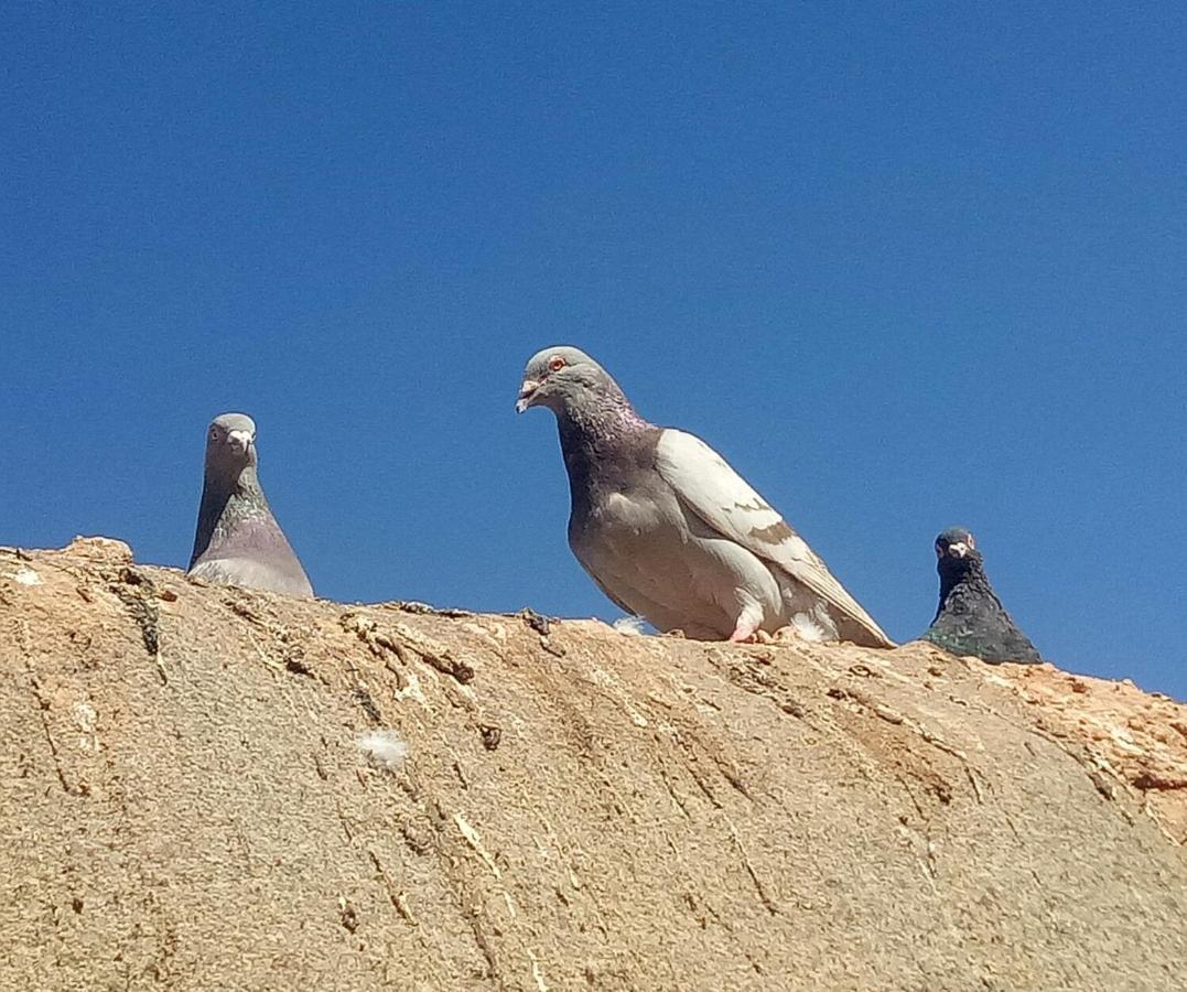 Отель Sahara Peace Camp Загора Экстерьер фото