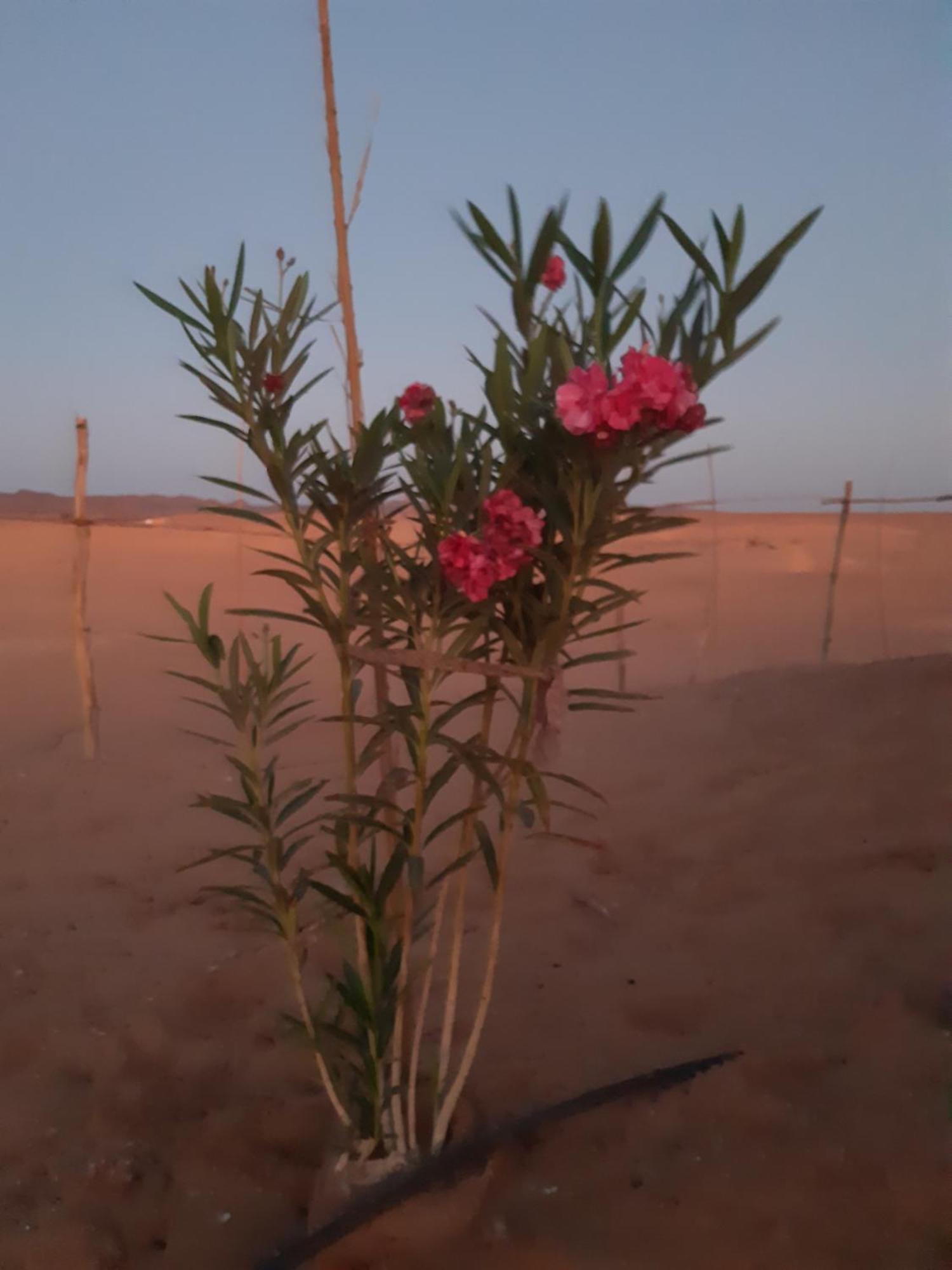 Отель Sahara Peace Camp Загора Экстерьер фото